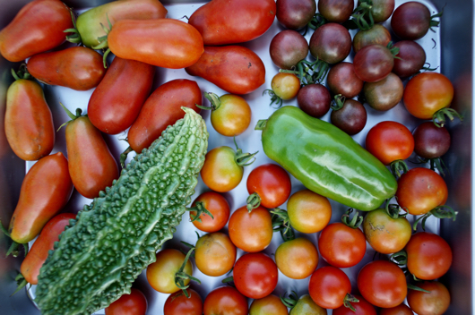 本日の収穫 トマト各種、ゴーヤ、ピーマン