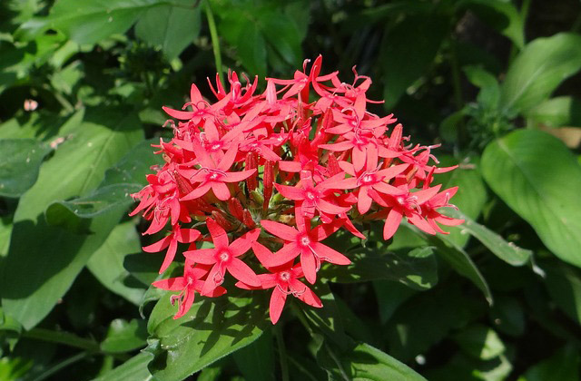 ペンタス Pentas Flower Files 英語もわかる花の名前ガイド