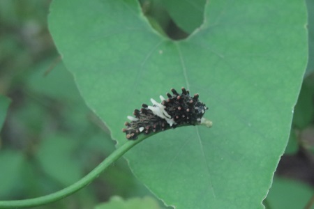 ジャコウアゲハの幼虫170729