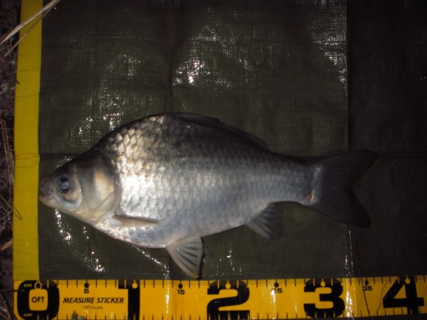 中川　ヘラブナ　鯉ベラ　36cm