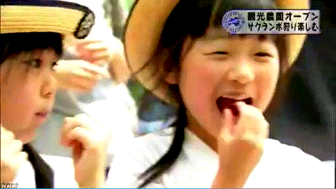 無検査のサクランボを食べる福島の可愛い女の子
