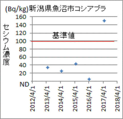 上昇し基準値を超えた新潟県魚沼市産コシアブラのセシウム