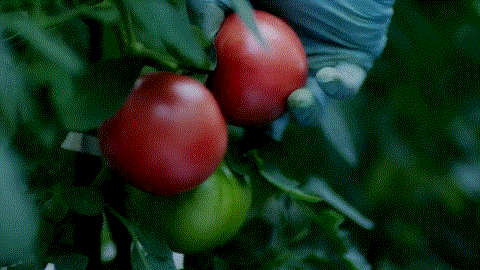 福島産トマトのＣＭ