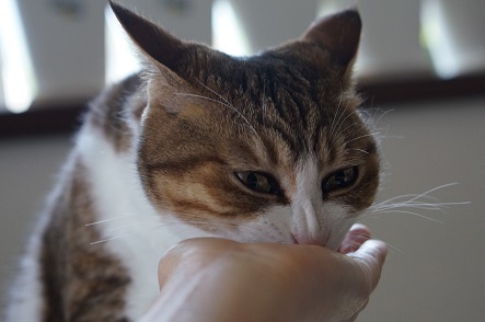 ヒトの手を借りて食べる猫