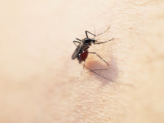 mosquito857386.jpg