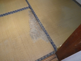 畳のシロアリ被害