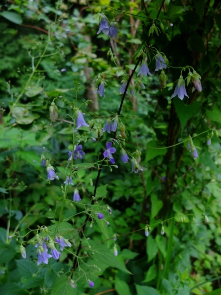 鳴神山通信 花仙人のお庭から 圧巻の夏紫 ７月２８日 ８月１日