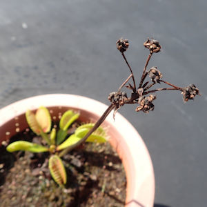 ハエトリソウの花茎④