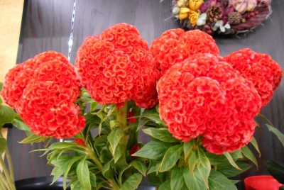 10月2日久留米ケイトウ入荷致しました 花のアウトレット市場 ブログ