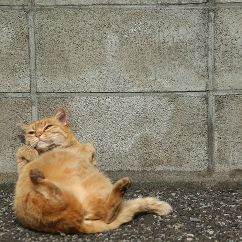 tokyo-stray-cat-photography-busanyan-masayuki-oki-japan-a48-57616bdc445e2__700.jpg