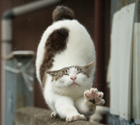 tokyo-stray-cat-photography-busanyan-masayuki-oki-japan-a50.jpg
