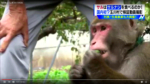 福島県玉川村産サルナシを食べるお猿さん