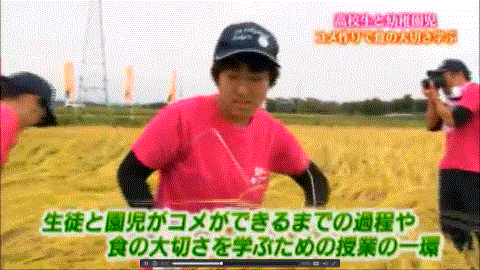 稲刈り体験をする福島の女子生徒