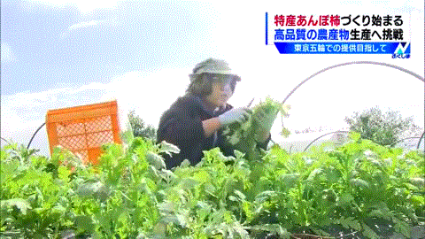 福島県桑折町産春菊の収穫を報じるＴＵＦ