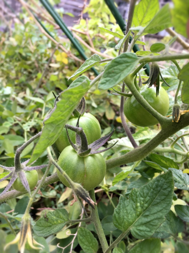 tomato181207-1