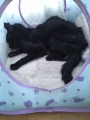 黒猫ぷっちー