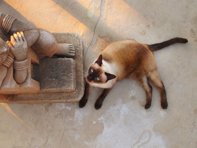 タイのシャム猫