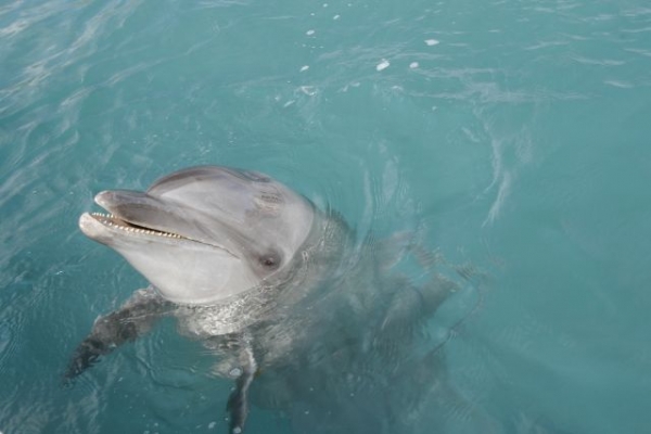Dolphin68768.jpg