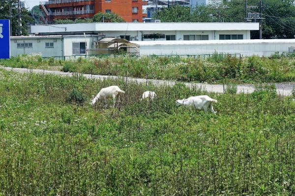 栃木医療センター　ヤギ