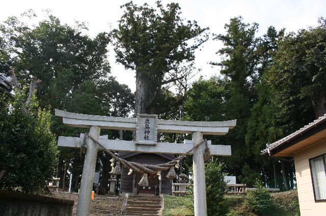 佐久の大杉　鹿島神社
