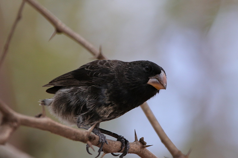ガラパゴス探鳥(11) 進化論の鳥たち・フィンチ・マネシツグミ 