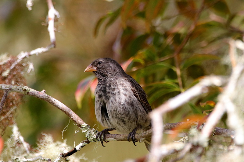 ガラパゴス探鳥(11) 進化論の鳥たち・フィンチ・マネシツグミ 